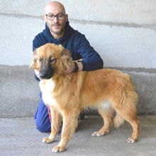 BRYLER, Hund, Mischlingshund in Italien - Bild 2
