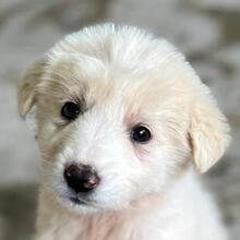 HANUTA, Hund, Mischlingshund in Griechenland - Bild 1