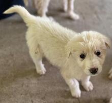 HANUTA, Hund, Mischlingshund in Griechenland - Bild 11