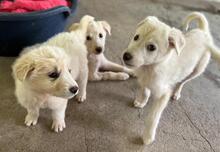 HANUTA, Hund, Mischlingshund in Griechenland - Bild 12