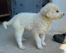 HANUTA, Hund, Mischlingshund in Griechenland - Bild 13