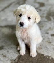 HANUTA, Hund, Mischlingshund in Griechenland - Bild 2