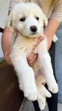 HANUTA, Hund, Mischlingshund in Griechenland - Bild 3
