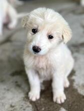 HANUTA, Hund, Mischlingshund in Griechenland - Bild 9
