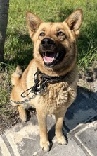 BAYA, Hund, Mischlingshund in Griechenland - Bild 6
