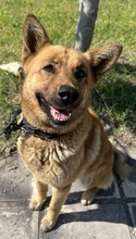 BAYA, Hund, Mischlingshund in Griechenland - Bild 8