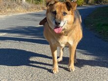 KAYRA, Hund, Mischlingshund in Bulgarien - Bild 15