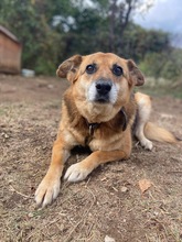 KAYRA, Hund, Mischlingshund in Bulgarien - Bild 2