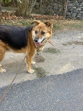 KAYRA, Hund, Mischlingshund in Bulgarien - Bild 22