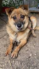 KAYRA, Hund, Mischlingshund in Bulgarien - Bild 36
