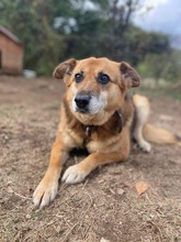 KAYRA, Hund, Mischlingshund in Bulgarien - Bild 4