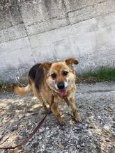 KAYRA, Hund, Mischlingshund in Bulgarien - Bild 40