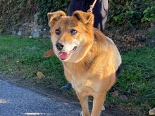KAYRA, Hund, Mischlingshund in Bulgarien - Bild 9