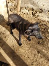 EMIL, Hund, Mischlingshund in Bulgarien - Bild 10