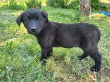 EMIL, Hund, Mischlingshund in Bulgarien - Bild 12
