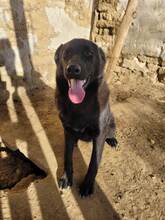 EMIL, Hund, Mischlingshund in Bulgarien - Bild 7