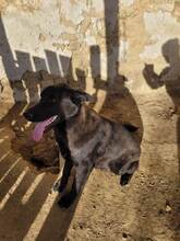 EMIL, Hund, Mischlingshund in Bulgarien - Bild 9
