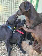 AYAX, Hund, Mischlingshund in Kroatien - Bild 6