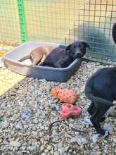 AYAX, Hund, Mischlingshund in Kroatien - Bild 8