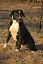 CHAPLIN, Hund, Mischlingshund in Spanien - Bild 10