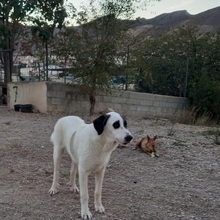 RYAN, Hund, Herdenschutzhund-Mix in Spanien - Bild 10