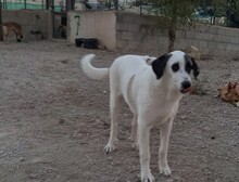 RYAN, Hund, Herdenschutzhund-Mix in Spanien - Bild 11