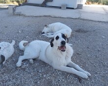 RYAN, Hund, Herdenschutzhund-Mix in Spanien - Bild 12