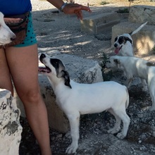 RYAN, Hund, Herdenschutzhund-Mix in Spanien - Bild 17