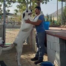 RYAN, Hund, Herdenschutzhund-Mix in Spanien - Bild 2