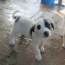 RYAN, Hund, Herdenschutzhund-Mix in Spanien - Bild 20