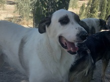RYAN, Hund, Herdenschutzhund-Mix in Spanien - Bild 3