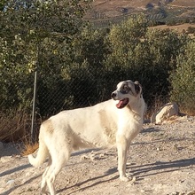 RYAN, Hund, Herdenschutzhund-Mix in Spanien - Bild 4
