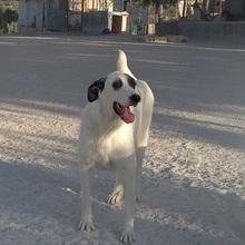 RYAN, Hund, Herdenschutzhund-Mix in Spanien - Bild 6