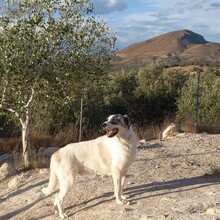 RYAN, Hund, Herdenschutzhund-Mix in Spanien - Bild 7