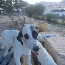 RYAN, Hund, Herdenschutzhund-Mix in Spanien - Bild 8