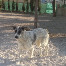 MARISA, Hund, Herdenschutzhund in Spanien - Bild 10