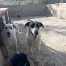 MARISA, Hund, Herdenschutzhund in Spanien - Bild 11