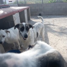 MARISA, Hund, Herdenschutzhund in Spanien - Bild 12