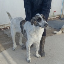 MARISA, Hund, Herdenschutzhund in Spanien - Bild 13