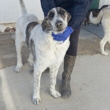 MARISA, Hund, Herdenschutzhund in Spanien - Bild 14