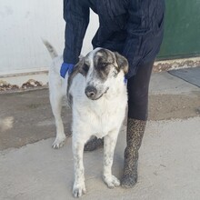 MARISA, Hund, Herdenschutzhund in Spanien - Bild 15