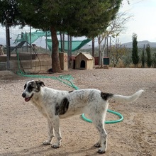 MARISA, Hund, Herdenschutzhund in Spanien - Bild 17