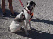 MARISA, Hund, Herdenschutzhund in Spanien - Bild 18