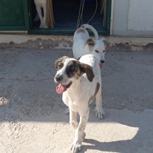 MARISA, Hund, Herdenschutzhund in Spanien - Bild 20