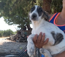 MARISA, Hund, Herdenschutzhund in Spanien - Bild 22
