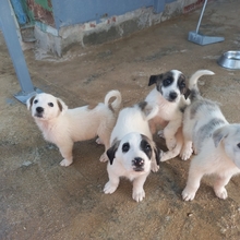 MARISA, Hund, Herdenschutzhund in Spanien - Bild 23