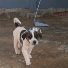 MARISA, Hund, Herdenschutzhund in Spanien - Bild 24