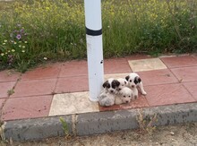 MARISA, Hund, Herdenschutzhund in Spanien - Bild 25
