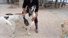 MARISA, Hund, Herdenschutzhund in Spanien - Bild 3
