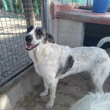 MARISA, Hund, Herdenschutzhund in Spanien - Bild 5